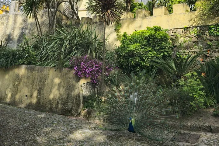 Half-Day Sintra: Pena Palace & Regaleira Small-Group Tour, photo 20