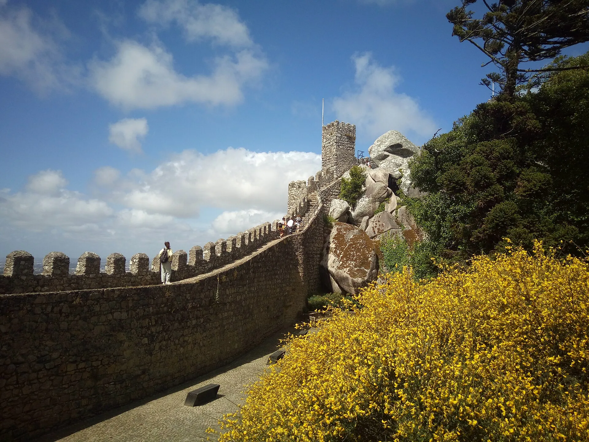 The wall walk of the Moorish Castle in spring, with yellow broom in flower